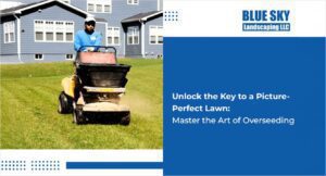 Service graphic for Blue Sky Landscaping on Mastering the Art of Overseeding to Unlock the Key to a Picture-Perfect Lawn.