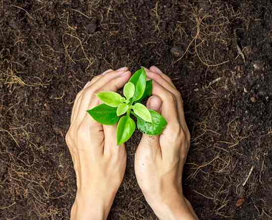 A pair of hands gently holding a small green seedling growing in rich soil, symbolizing sustainability, organic growth, and the eco-friendly focus of The Humble Co.'s business challenge.